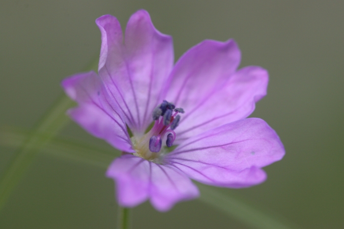 Macro fleurs chalet - 010